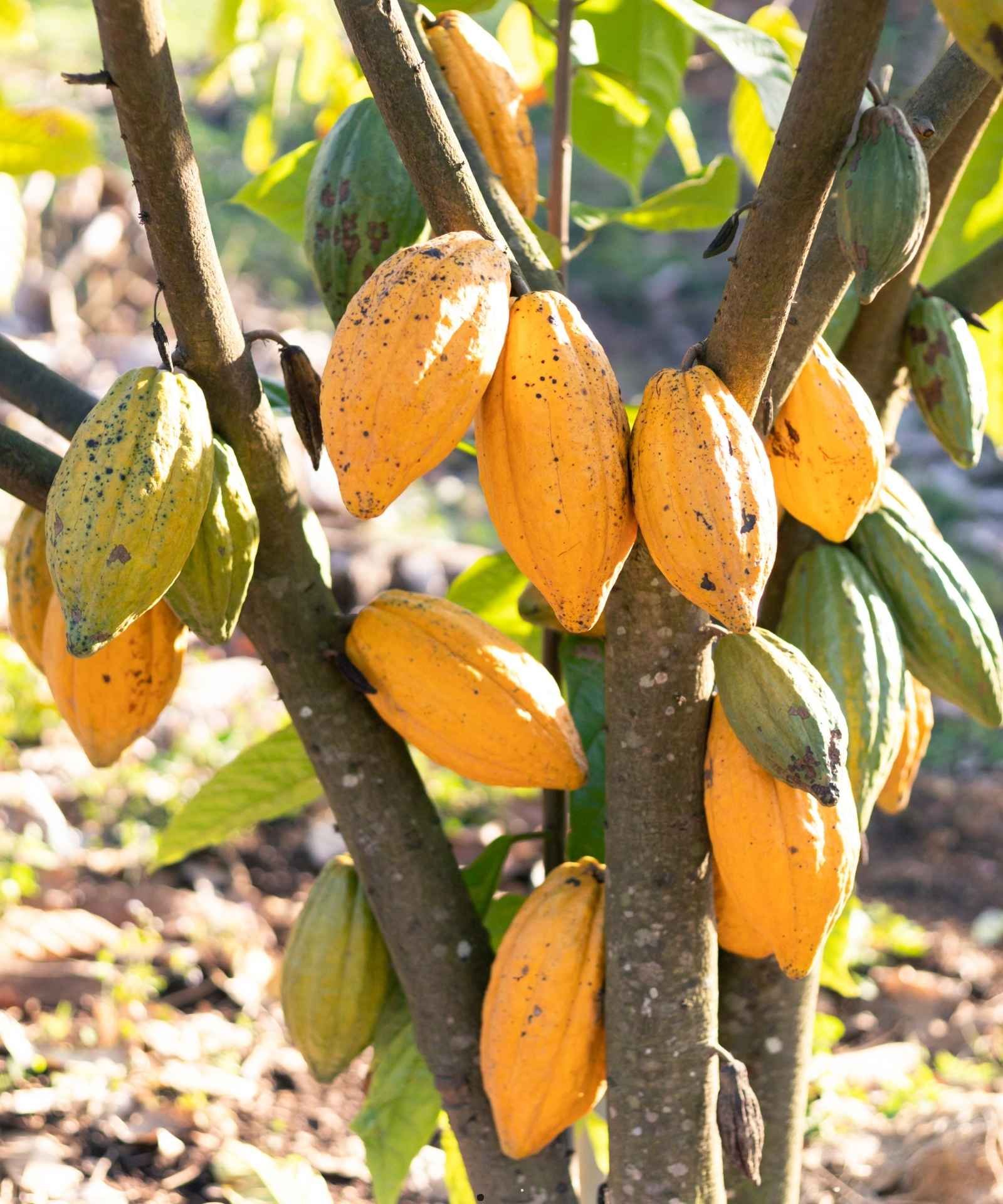 Cacaoboom met cacaopeulen